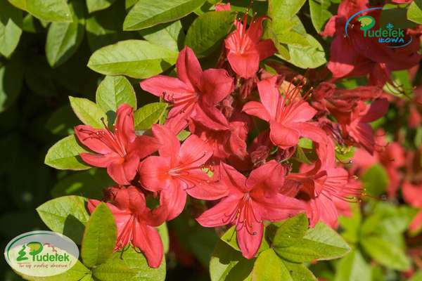 Rhododendron Karminduft